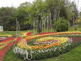 В Киеве открылась выставка тюльпанов (ФОТО)