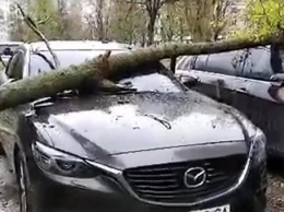 В Харькове тополь чуть не убил человека: повреждены 4 авто