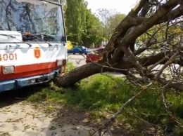 В Одессе троллейбус снес дерево (ФОТО)
