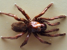 В Австралии найден самый старый паук планеты