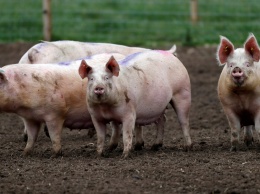 Ученые сумели восстановить функции мозга свиней, отсеченного от тела