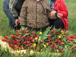 "Мародеры, орда": в Крыму туристы массово уничтожают редкий вид тюльпанов