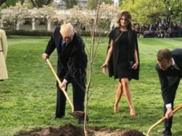Дерево, посаженное Трампом и Макроном «сбежало» из-под Белого дома
