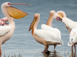 В Одесской области строят остров для пеликанов (ФОТО)