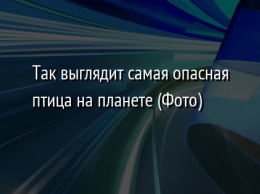 Так выглядит самая опасная птица на планете (Фото)