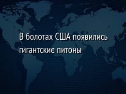 В болотах США появились гигантские питоны