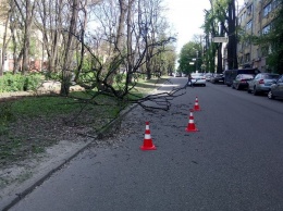 Древопад в Днепре: в центре огромная ветка акации упала на проезжую часть