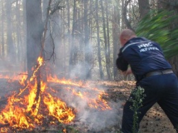 В Черниговской области горит 20 гектаров леса возле военного полигона