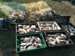 Браконьеры нанесли ущерб рыбному хозяйству почти на 60 тысяч гривен