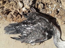 На Песчаном пляже в Мариуполе лежат десятки мертвых птиц(Фотофакт, ВИДЕО)