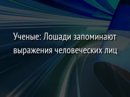 Ученые: Лошади запоминают выражения человеческих лиц