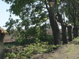 Опиловка близ Краматорска: непроглядный дым, вывоз отборного леса и скрытные «лесорубы», не знающие для кого и чего работают