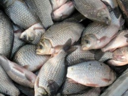 На Днепропетровщине браконьер глушил рыбу гранатами (ВИДЕО)