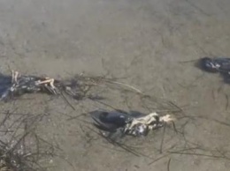 На побережье Азовского моря в Мариуполе обнаружено много мертвых птиц (Фото)