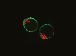 Ученые создали эмбрион используя только стволовые клетки