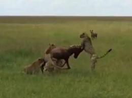 Голодная гиена спасла антилопу от пяти гепардов (видео)