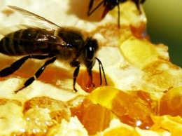 Самое эффективное лечение - лечение пчелиным ядом