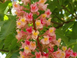 Одесский биолог показал розовые каштаны в цвету