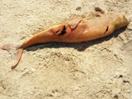 В Кирилловке на берег выбросило дельфина с жуткими ранами