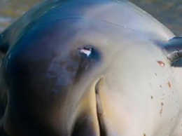 В Одесской области зафиксировали гибель дельфинов, - ФОТО