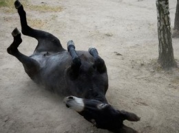 Пони и осла закормили до полусмерти в российском зоопарке