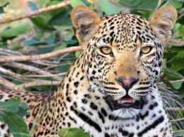 Леопард съел ребенка сотрудницы национального парка