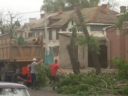 Николаевцы возмутились обрезкой зеленых деревьев по ул Шоссейная