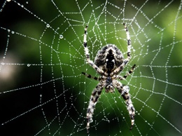 Ученые в Британии изучают паучьи прыжки для разработки микророботов