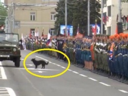 В оккупированном Донецке во время парада «министра обороны ДНР» курировала собачка (ФОТО)