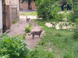 Запорожцы встали на защиту бездомных котов, которых выкинули на улицу (ФОТО)