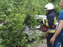 В Днепре упавшие деревья повредили автомобили