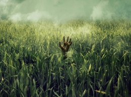 Netflix начал работу над адаптацией романа Стивена Кинга «В высокой траве»