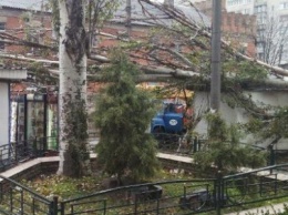 В Кременчуге сильный ветер повалил деревья и оторвал крупные ветки