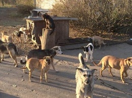 Ловцы бродячих собак из Харькова готовы вернуться в Бердянск