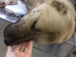 Защищавший своих хозяев пес, погиб от взрыва гранаты - подробности