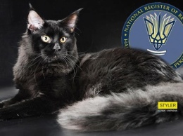 В Одессе зафиксировали самого длинного кота Украины (ФОТО)
