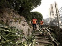 В Монако гигантский кактус убил 92-летнюю женщину