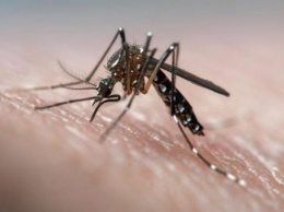 Украину заполонили смертоносные комары: как защититься