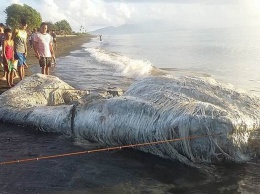 Неизвестное морское чудище напугало жителей Филиппин
