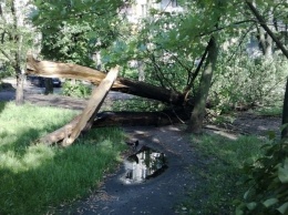 В Киевской области разбушевался ураган: сломаны десятки деревьев