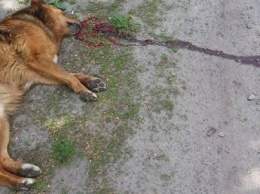 В центре города на Сумщине неизвестный застрелил собаку