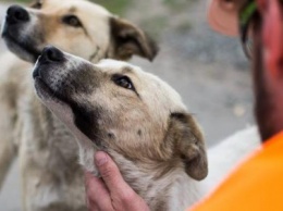 Бездомных щенков из Черонобыля вывезут в США