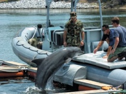 Украинские боевые дельфины отказались подчиняться россиянам и погибли