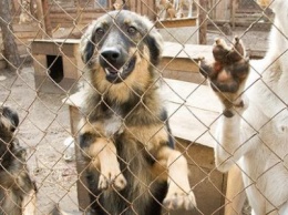 Открытие приюта для собак в Чернигове опять откладывается. Не хватает миллиона