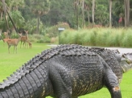Прогулку гигантского аллигатора сняли на видео