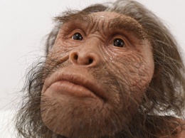 Антропологи выяснили, как выглядел мозг "первочеловека" из ЮАР