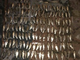 Ночью возле Намыва браконьер наловил рыбки почти на 15 тысяч гривен