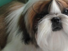 Любовь за деньги: ТОП-10 самых дорогих собак Каменского
