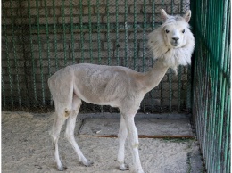 В Николаевский зоопарк передали альпака, сурикатов и какаду