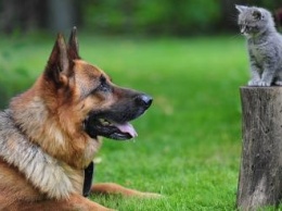 В Черниговской области собака задушила котенка. Дело дошло до суда
